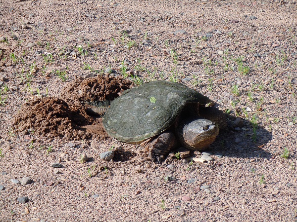 Snapping Turtles Are Laying Eggs C21 Blog C21 Sand County Services Inc